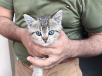 Masum yüzlü huzur kaynakları kediler 3 üzler