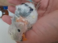 El besleme sevda papağanı açıklama okuyun