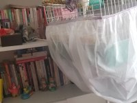 Dişi Albino Forpus Papağanı