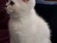 Dişi Silverpoint British Shorthair Yavru