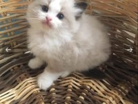 Derin Gözlü Ragdoll Kedimiz