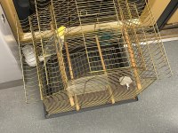 Yavru Erkek Sultan Papağanı