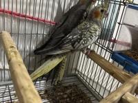 3 Adet İki Aylık Yavru Sultan Papağanlar