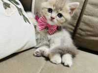 Yavru british kedimize yuva arıyoruz