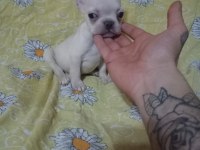 Egzotik French Bulldog Köpeğimiz
