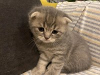 Rezerveye Açık 1 Aylık Scottish Fold Yavrular