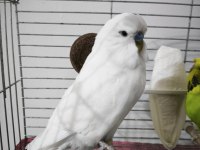 Hazır Takım Jumbo Muhabbet Kuşu