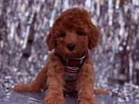 Sevimli Minik Poodle Yavrular