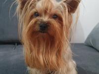 Yorkshire Terrier Teacup Dişi