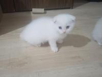 Redpoint mavi gözlü scottish fold