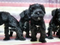 Yavru minyatür schnauzer
