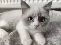 Mavi gözlü safkan erkek ragdoll yavrusu