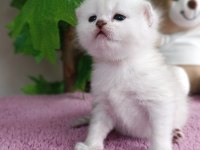 British Shorthair Yavrular
