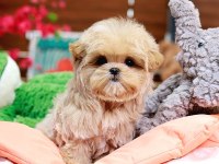 Toy Poodle Bebek Köpeklerim