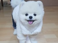 Ayı surat pomeranian boo yavru