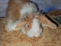 Teddy Lop Tavşanı Yavrular