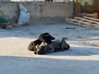 A Kalite Cane Corso Bebekler