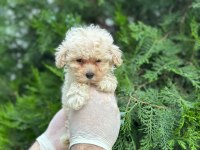Mikro Baby Surat Maltipoo Bebekler
