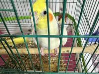 Çift kuşlarım sahiplenecektir takas da olur