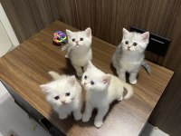 A Kalite British Shorthair Bebeklerim