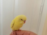 1 Aylık Yavru Erkek Muhabbet Kuşu