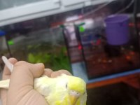 Prehistoricpets Garantisi İle Muhabbet Kuşları