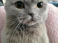 Scottish fold kedimize dişi arıyoruz