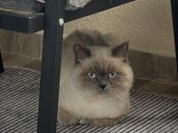 Blue point british longhair ücretsiz sahiplendirilecek