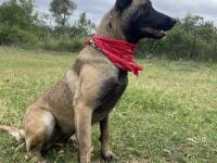 Üst Düzey Belçika Kurdu Yavruları