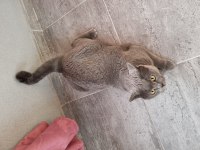 Sevgi Dolu British Shorthair 3.5 Yaşında