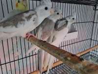 2,5 Aylık Bebek Sultanlar