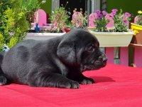 Siyah labrador yavru