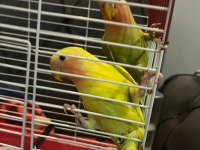 Sevda Papağanı Çift