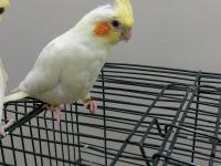 Yeme Düşmek Üzere El Besleme Yavru Sultan