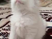 Meksikalı kedimiz pablo