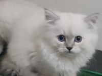 British Longhair Blue Point Yavrularımız