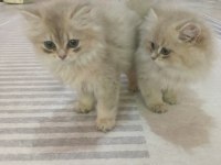 Saf Kan British Longhair Golden Yavrular