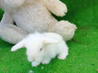 Hollanda Teddy Lop Cinsi Tavşanlar