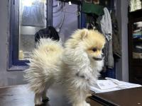 İş Değişikliği Sebebiyle Acil İlgi Manyağı Pomeranian