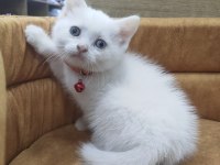 Odd eyes british shorthair yavrumuz