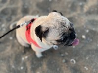 Pug dişi köpek