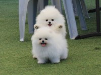 Teddy bear pomeranian boo yavrular