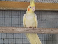 Sağlıklı sultan papağanları