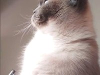 British shorthair kızımıza güvenilir ve ömürlük aile arıyoruz