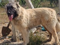 Orjinal Kafkas Çoban Köpeği Erkek