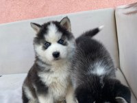 Irk Garantili Husky Yavrularımız