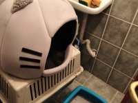 2 Kardeş Tuvalet Eğitimli 4 Aylık Scottish Fold