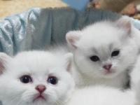 Kucakta şarj olan, miyavlayınca güncellenen model kedimiz!