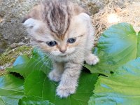 Scotish Fold Yavru Kedimiz