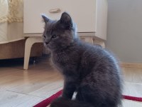 3 Aylık Yavru British Shorthair
